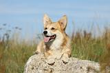 CORGI PEMBROKE 800